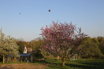 April 18 - Balloons over the cherry tree