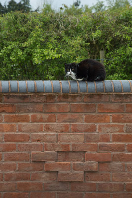 April 27 - Cat on the wall