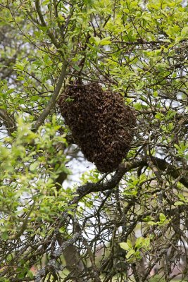 April 28 - Swarming bees