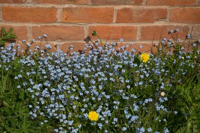 April 30 - Blue flowers