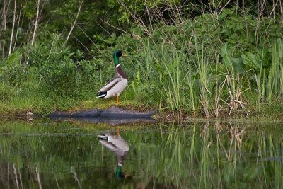 May 3 - Mallard by the pond