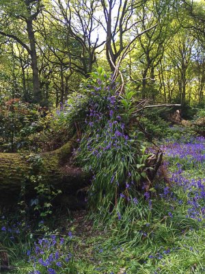 May 6 - Fallen tree with bluebells