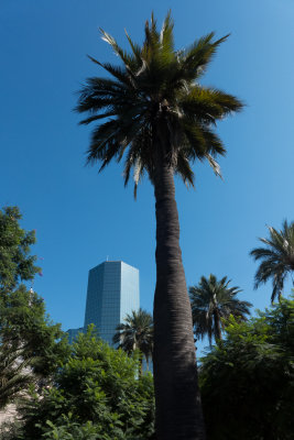 Chilean Palm, Santiago