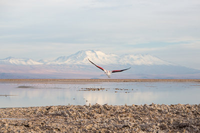 Flamingo in the Salar de Atacama, Chile
