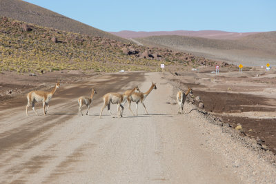 Vicua near Tatio Geysers, Atacama
