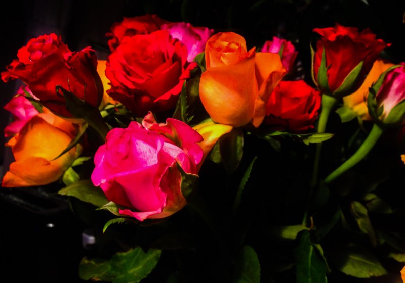 valentine roses