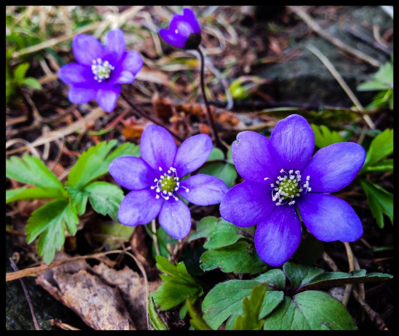 blsippa april 2014
