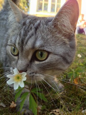 Flowersmelling cat