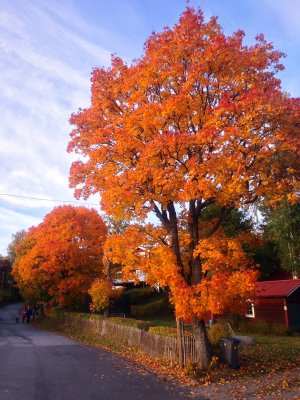 Authum maple tree