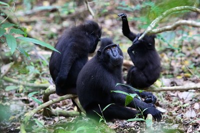 Sulawesi black macaque (Macaca nigra), Tangkoko Nature Reserve