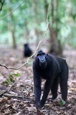 Sulawesi black macaque (Macaca nigra), Tangkoko Nature Reserve