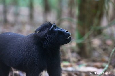Sulawesi black macaque (Macaca nigra), Tangkoko Nature Reserve
