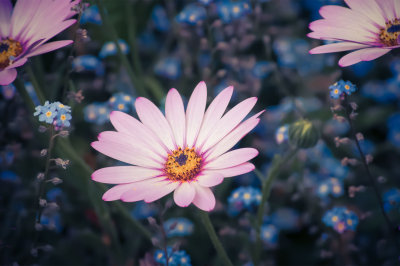Pink Osteospermum Daisy & Forget Me Not