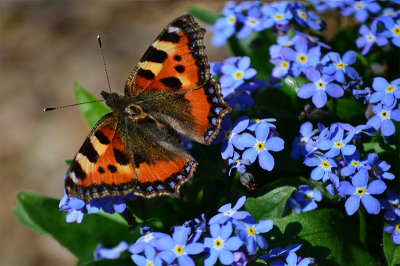 Tortoiseshell Butterfly & Blue Forget Me Not