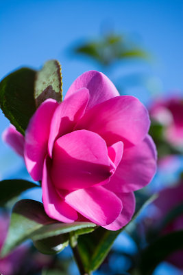 Pink Camellias