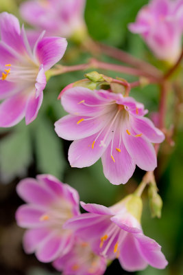 Pink Lewisia