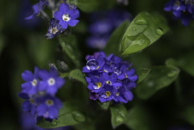 Blue Forget Me Not and Raindrops 