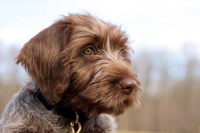 Wirehaired Pointing Griffon Posing for a Portrait