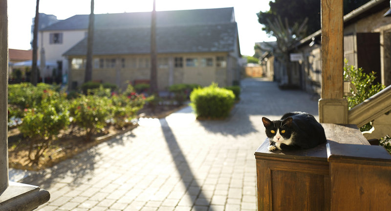 Cat portrait