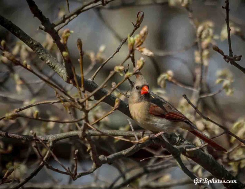 Wertheim National Wildlife Refuge