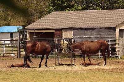 Horse Manorville