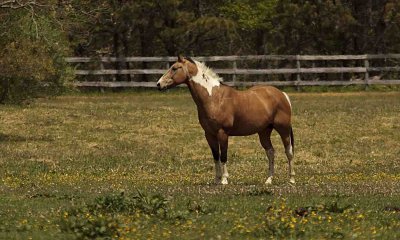 Horse Manorville