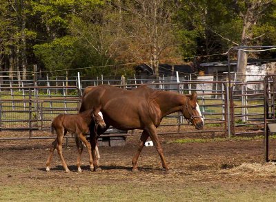 Horse Manorville