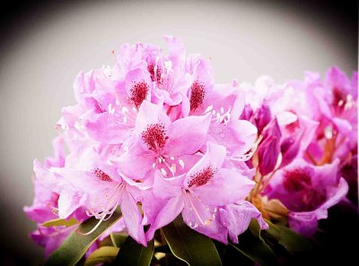 Pink Flowers 