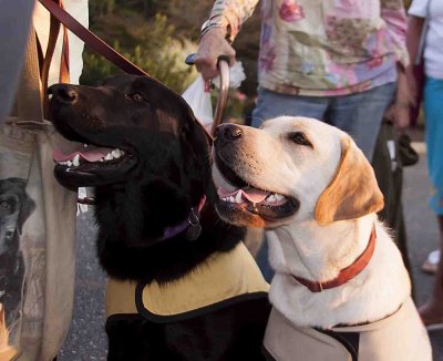 Service Dog in training 