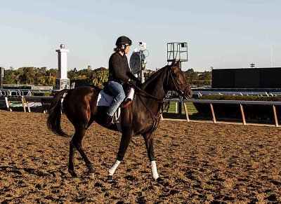 Horse Belmont Race Track