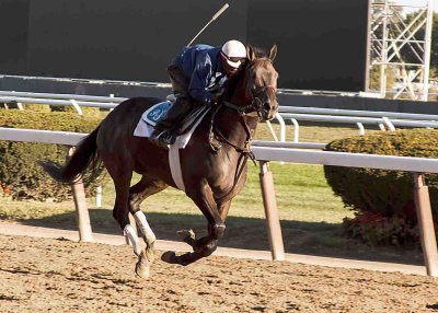 Horse Belmont Race Track