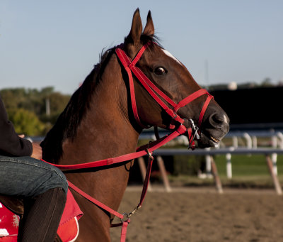 Horse Belmont Race Track 