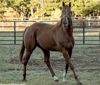 Horse Manorville