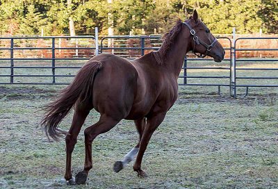 Horse Manorville