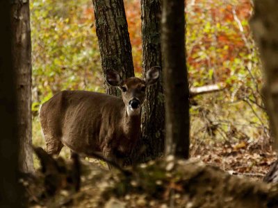 Connetquot River Park  Deer 