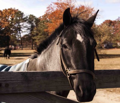 Horse Manorville