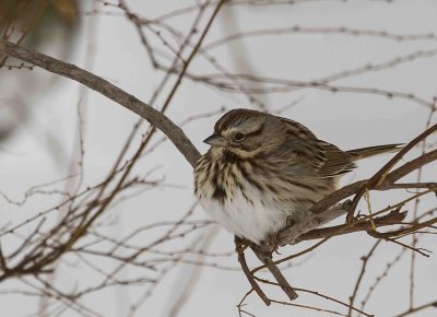 Bird Manorville 