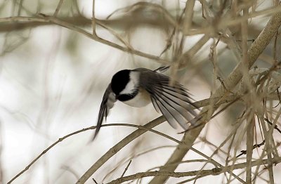 Bird Manorville 