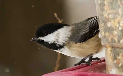 Bird Manorville 