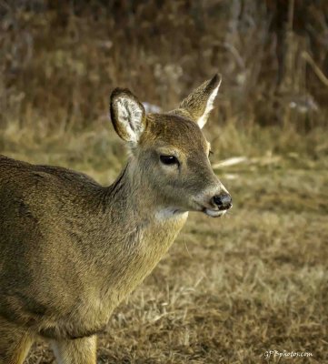 deer.jpg