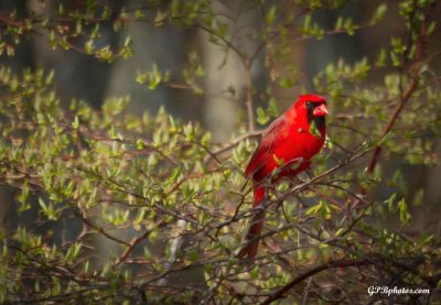 Wertheim National Wildlife Refuge