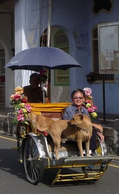 Dogs in rickshaw