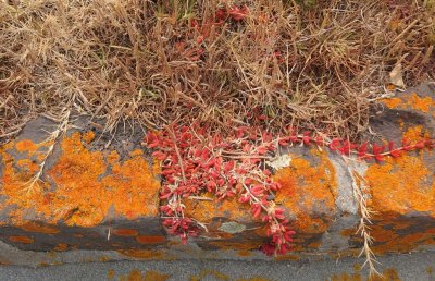 Moss and lichen on curb, Port Albert