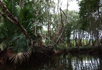 Brunei River, mangroves