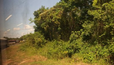 Tropical vegetation