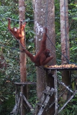 Semenggoh Wildlife Rehabilitation Centre