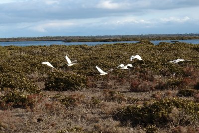 Birds fly over sedge, Port Albert