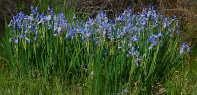 Weston Pass Wild Flowers