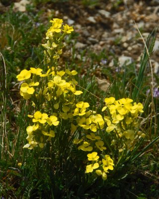 Weston Pass Wild Flowers