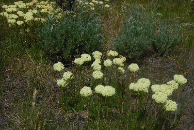 Weston Pass Wild Flowers